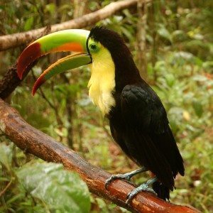 Ramphastos sulfuratus Belize Zoo