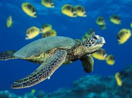 A Call To Bring Back Belize’s Sea Turtles Population