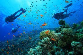 Your Guide to Scuba Diving in Ambergris Caye Belize